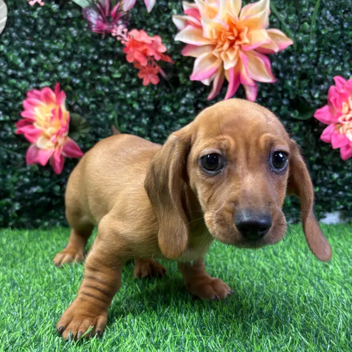 Male Dachshund puppy named Tucker for sale at Puppy Dreams - Wichita West.