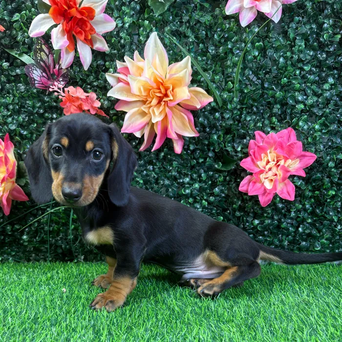 Male Dachshund puppy named Toby for sale at Puppy Dreams - Wichita West.