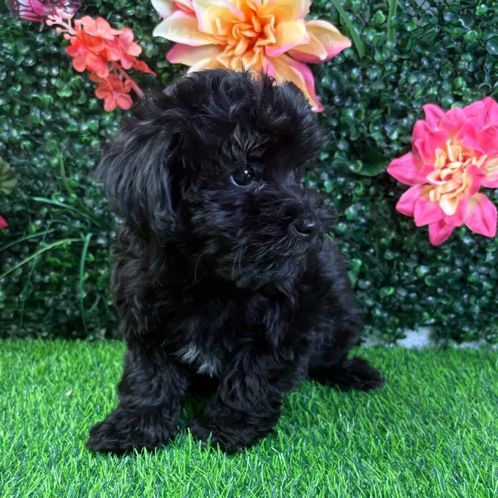 Male Yorkie-Poo puppy named Thor for sale at Puppy Dreams - Wichita West.