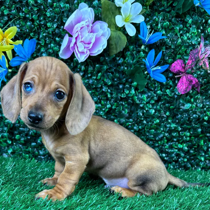 Male Dachshund puppy named Chalupa for sale at Puppy Dreams - Wichita West.