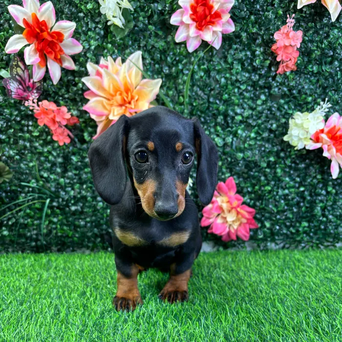 Female Dachshund puppy named Brandy for sale at Puppy Dreams - Wichita West.