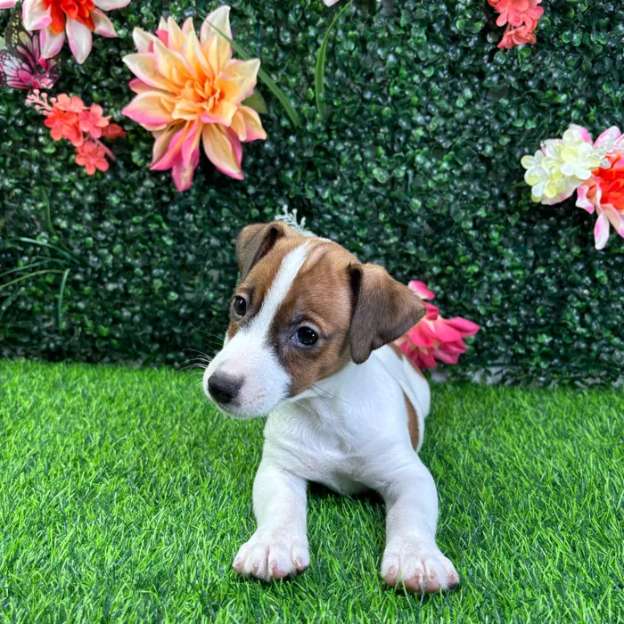 Male Jack Russell Terrier puppy named Otto for sale at Puppy Dreams - Wichita West.