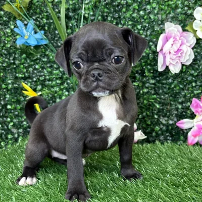 Female Pug puppy named Roo for sale at Puppy Dreams - Junction City.