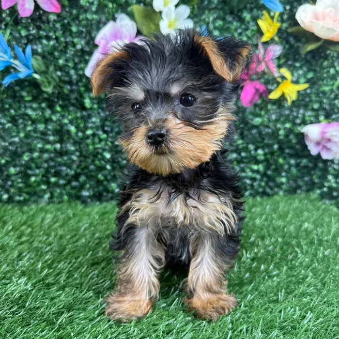 Male Yorkie puppy named Frijole for sale at Puppy Dreams - Wichita West.