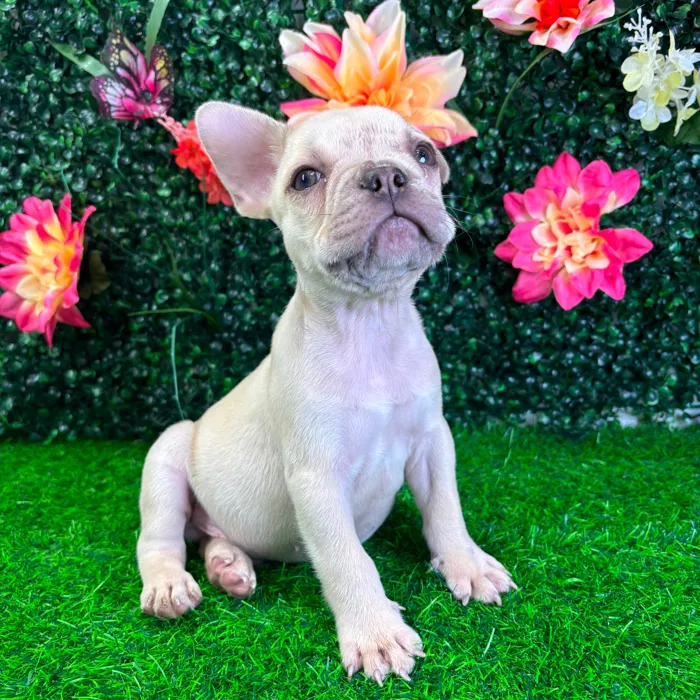 Male French Bulldog puppy named Bumblebee for sale at Puppy Dreams - Wichita West.