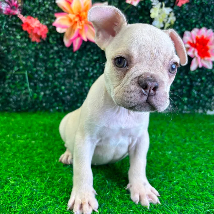 Male French Bulldog puppy named Bumblebee for sale at Puppy Dreams - Wichita West.