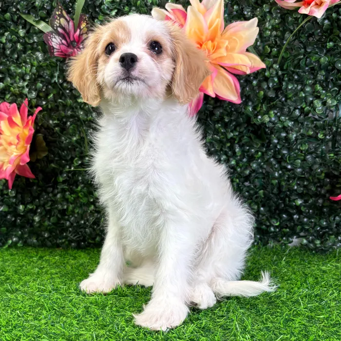 Female Cavachon puppy named Charley for sale at Puppy Dreams - Wichita West.