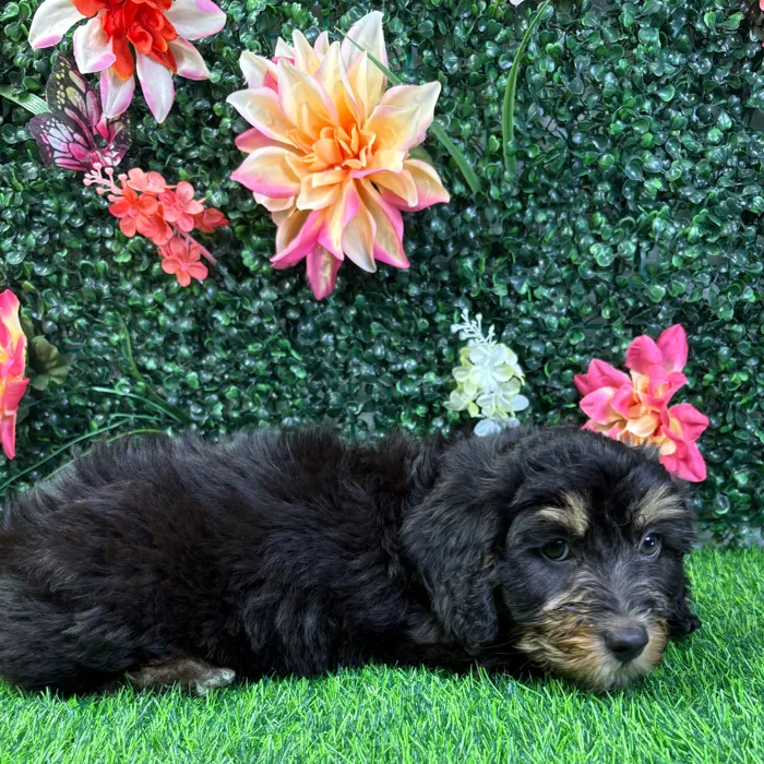 Male Bernedoodle puppy named Benson for sale at Puppy Dreams - Wichita West.