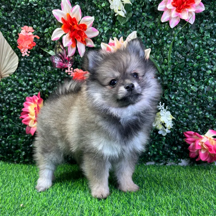 Female Pomeranian puppy named Akira for sale at Puppy Dreams - Wichita West.