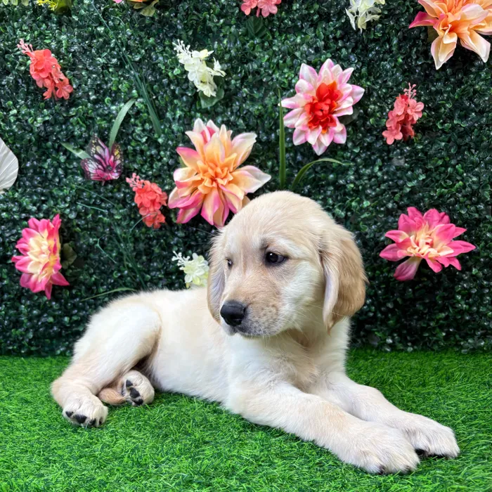 Female Golden Retriever puppy named Misty for sale at Puppy Dreams - Wichita West.