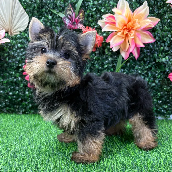 Female Yorkie puppy named Cleo for sale at Puppy Dreams - Wichita West.