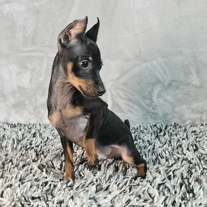 Male Mini Pinscher puppy named Rocco for sale at Puppy Dreams - Junction City.