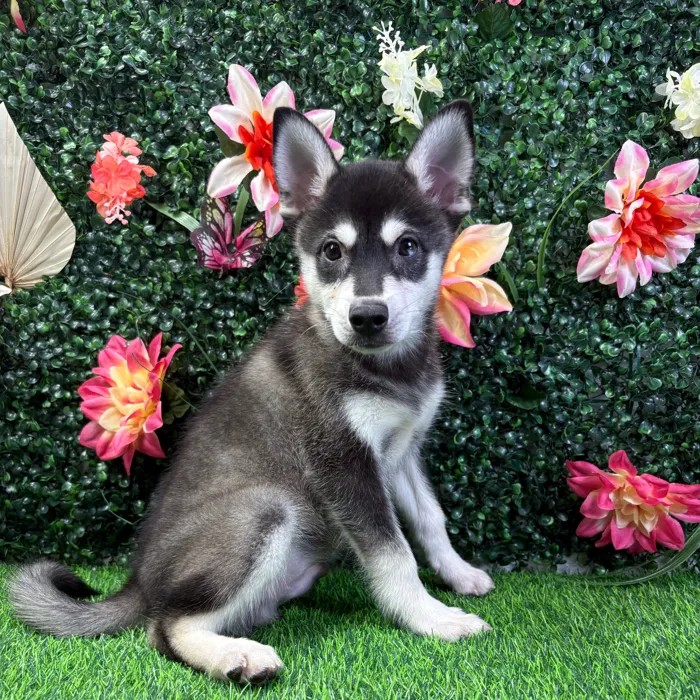 Male Alaskan Klee Kai puppy named Echo for sale at Puppy Dreams - Wichita West.