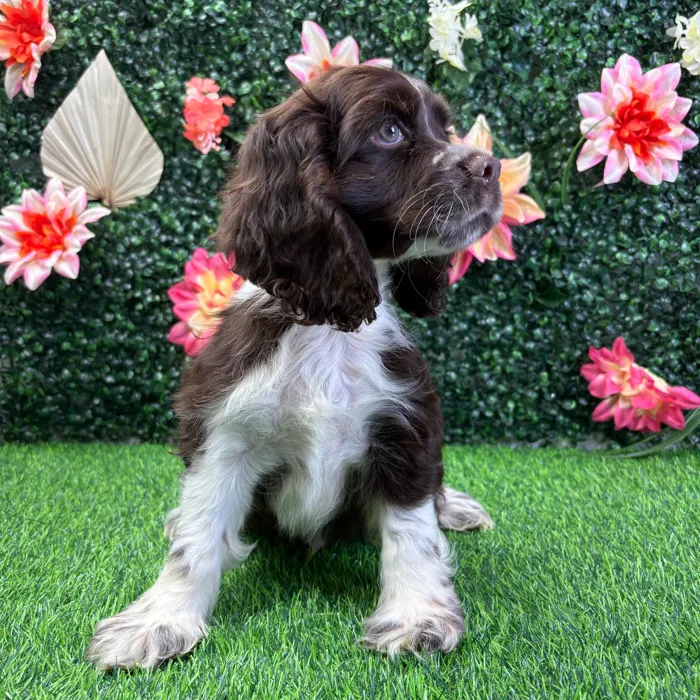Male Cocker Spaniel puppy named Scout for sale at Puppy Dreams - Wichita West.