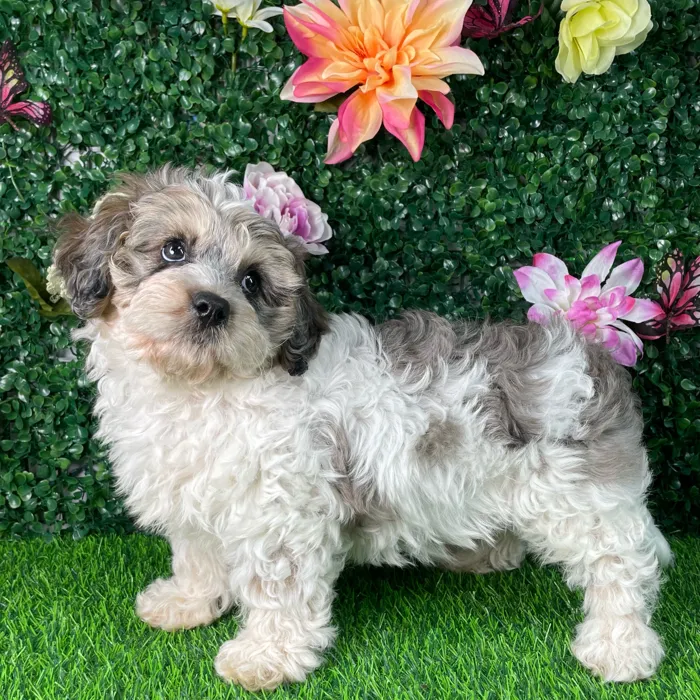 Female Cavapoo puppy named Ziggy for sale at Puppy Dreams - Wichita East.