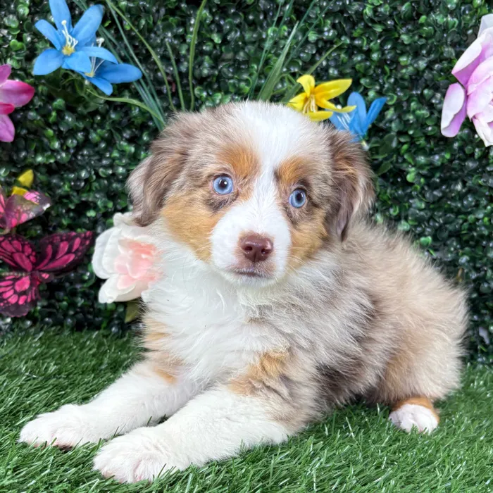 Male Mini Aussie puppy named Frito for sale at Puppy Dreams - Wichita West.