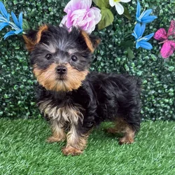 Male Yorkie puppy named Frijole for sale at Puppy Dreams - Wichita West.