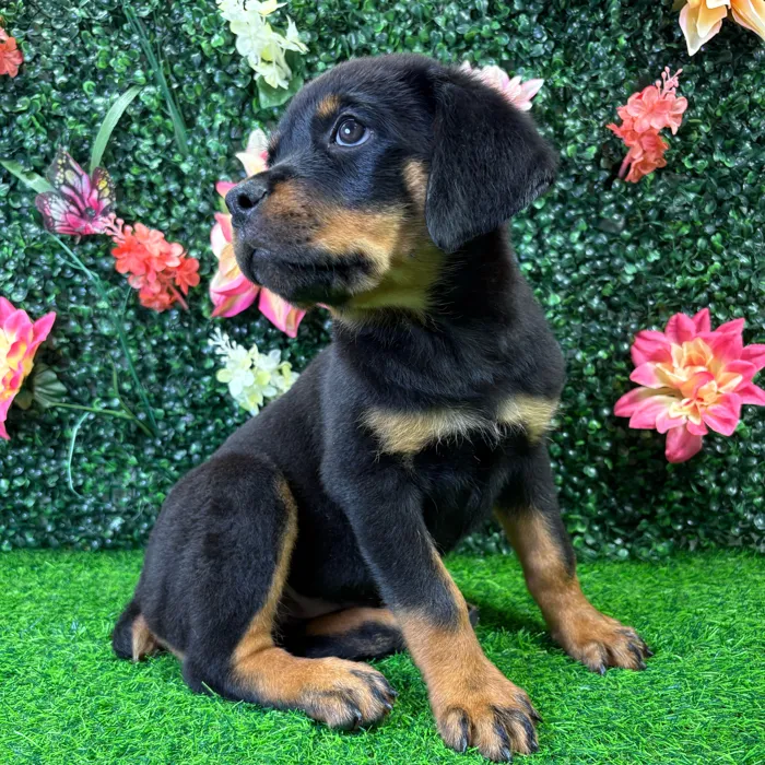 Female Rottweiler puppy named Harley for sale at Puppy Dreams - Junction City.
