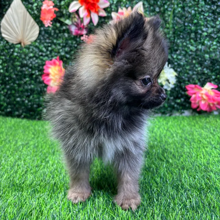 Female Pomeranian puppy named Mika for sale at Puppy Dreams - Wichita West.