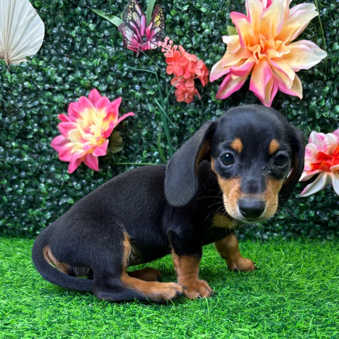 Female Dachshund puppy named Lola for sale at Puppy Dreams - Junction City.