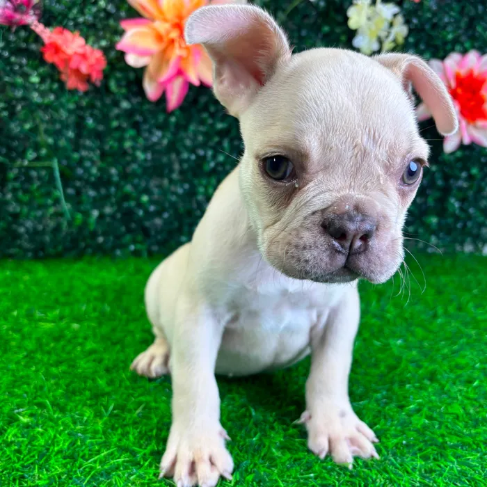 Male French Bulldog puppy named Bumblebee for sale at Puppy Dreams - Wichita West.