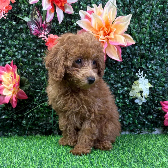Female Mini Poodle puppy named Raine for sale at Puppy Dreams - Wichita West.