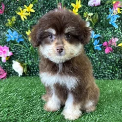 Female Pom-A-Poo puppy named Almond for sale at Puppy Dreams - Wichita West.