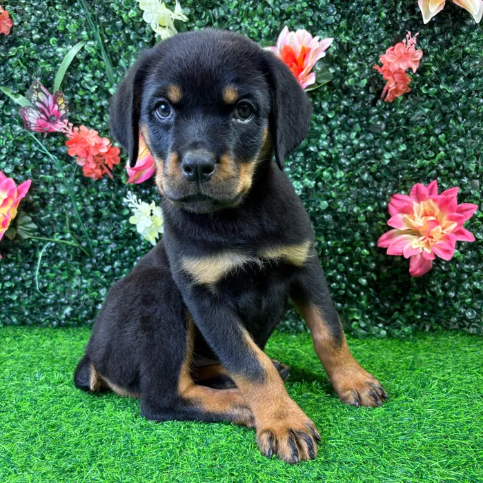 Female Rottweiler puppy named Harley for sale at Puppy Dreams - Junction City.