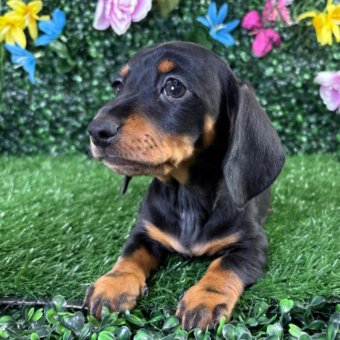 Female Dachshund puppy named Gordita for sale at Puppy Dreams - Wichita West.