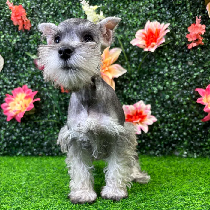 Female Mini Schnauzer puppy named Carly for sale at Puppy Dreams - Junction City.