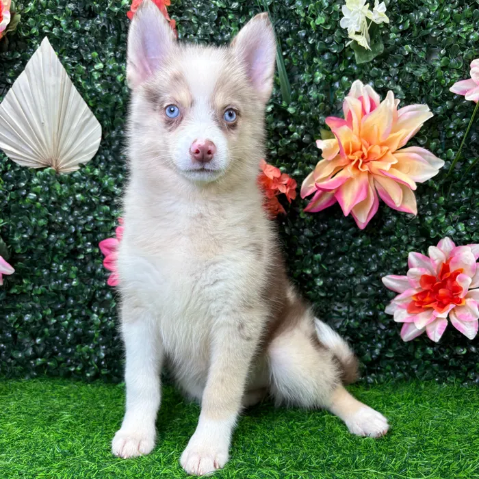 Female Pomsky puppy named Aspen for sale at Puppy Dreams - Junction City.