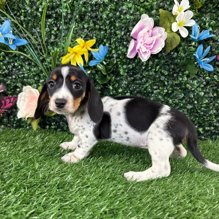 Female Dachshund puppy named Bellgrande for sale at Puppy Dreams - Wichita West.