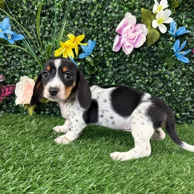 Female Dachshund puppy named Bella for sale at Puppy Dreams - Junction City.