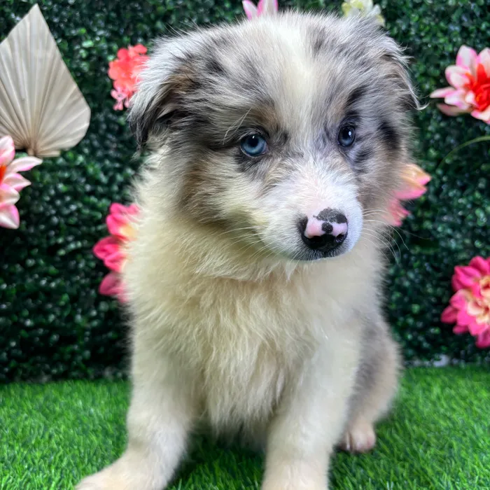 Male Mini Aussie puppy named Gizmo for sale at Puppy Dreams - Wichita West.