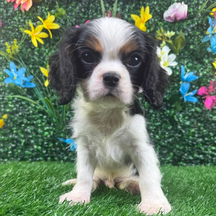 Male Cavalier King Charles Spaniel puppy named Sushi for sale at Puppy Dreams - Wichita West.