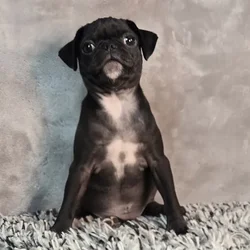 Female Pug puppy named Roo for sale at Puppy Dreams - Junction City.