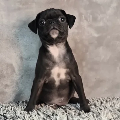 Female Pug puppy named Roo for sale at Puppy Dreams - Junction City.