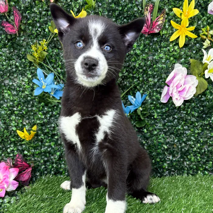 Female Alaskan Klee Kai puppy named Selina for sale at Puppy Dreams - Junction City.