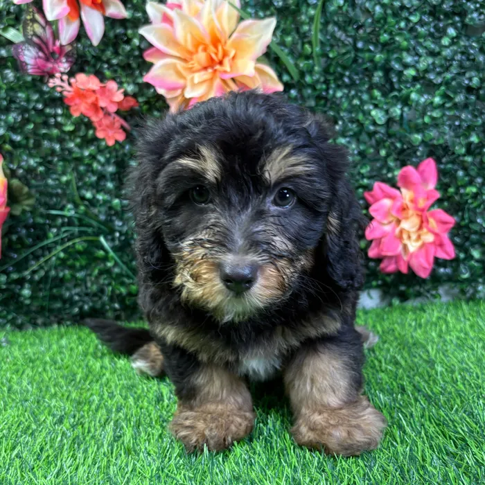 Male Bernedoodle puppy named Benson for sale at Puppy Dreams - Wichita West.