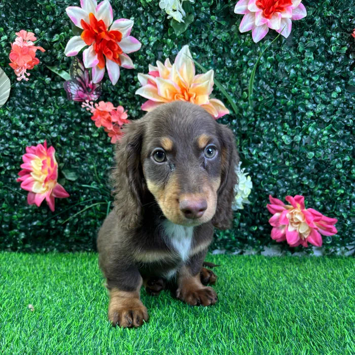Male Dachshund puppy named Java for sale at Puppy Dreams - Wichita West.