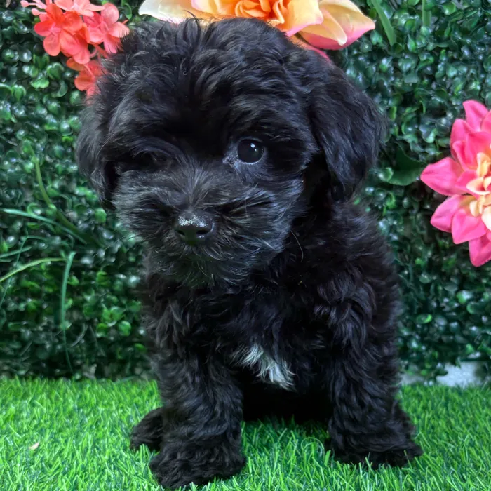 Male Yorkie-Poo puppy named Thor for sale at Puppy Dreams - Wichita West.