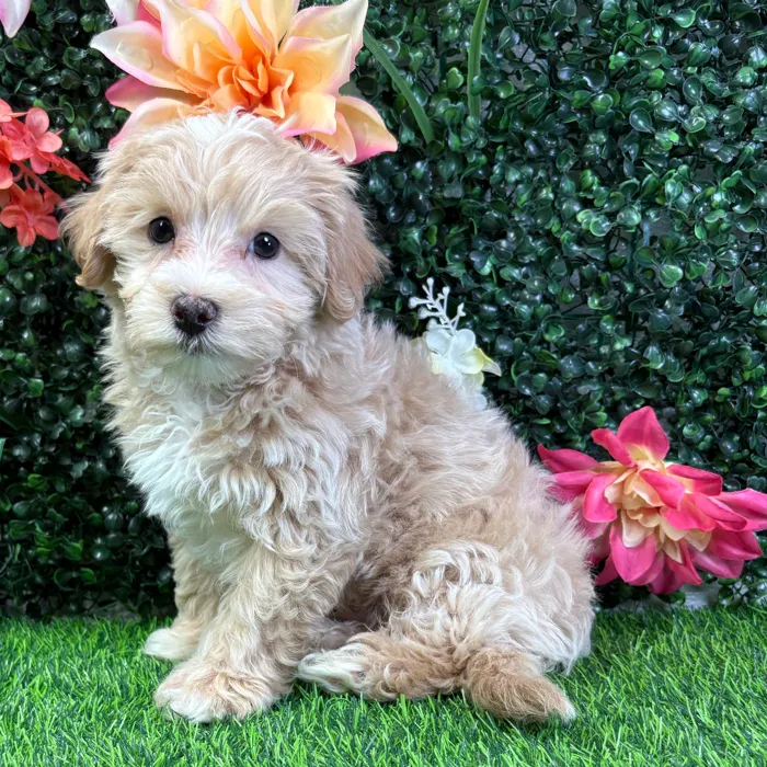 Male Maltipoo puppy named Dusty for sale at Puppy Dreams - Wichita West.