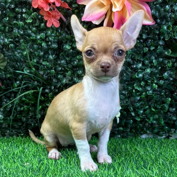 Female Chihuahua puppy named Meadow for sale at Puppy Dreams - Junction City.