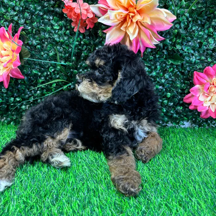 Female Bernedoodle Mini puppy named Harper for sale at Puppy Dreams - Wichita West.