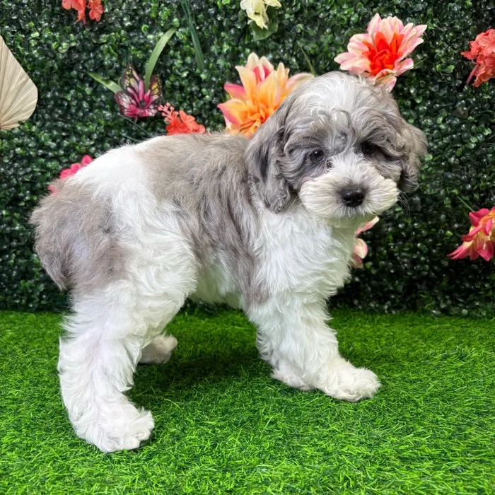 Male Cockapoo puppy named Ollie for sale at Puppy Dreams - Junction City.
