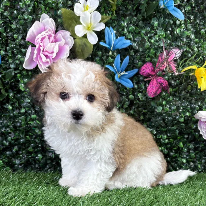 Female Bichon-Poodle puppy named Ella for sale at Puppy Dreams - Junction City.