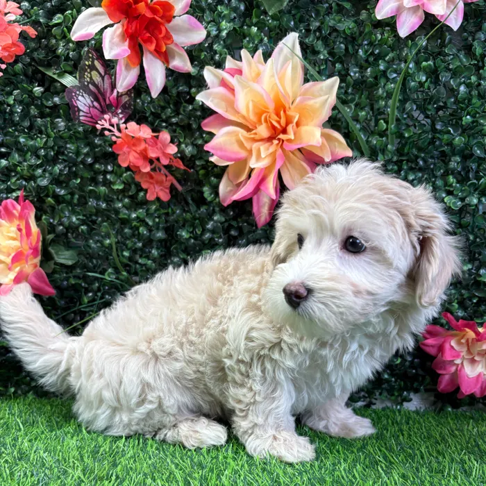 Female Maltipoo puppy named Iris for sale at Puppy Dreams - Wichita West.