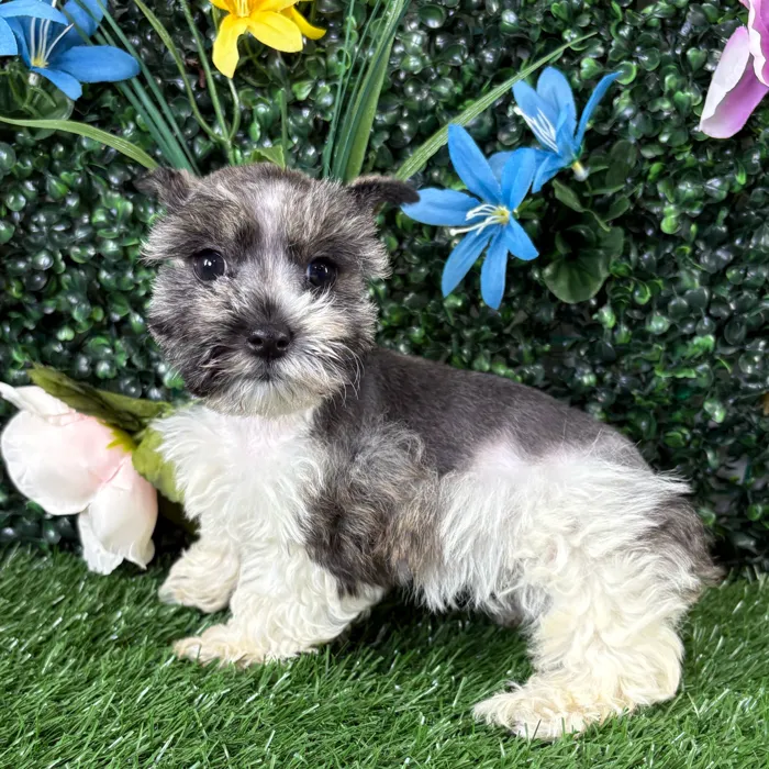 Female Mini Schnauzer puppy named Frittata for sale at Puppy Dreams - Wichita West.