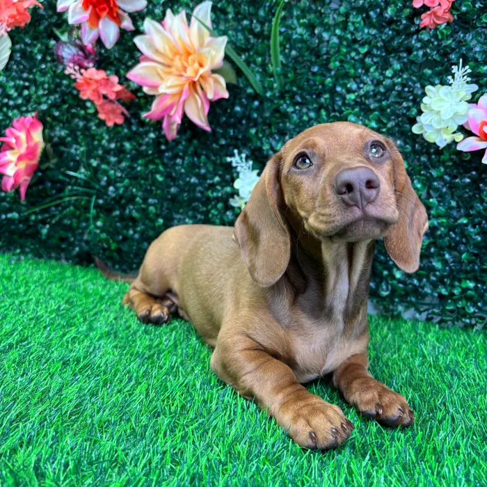 Female Dachshund puppy named Big Red for sale at Puppy Dreams - Wichita West.