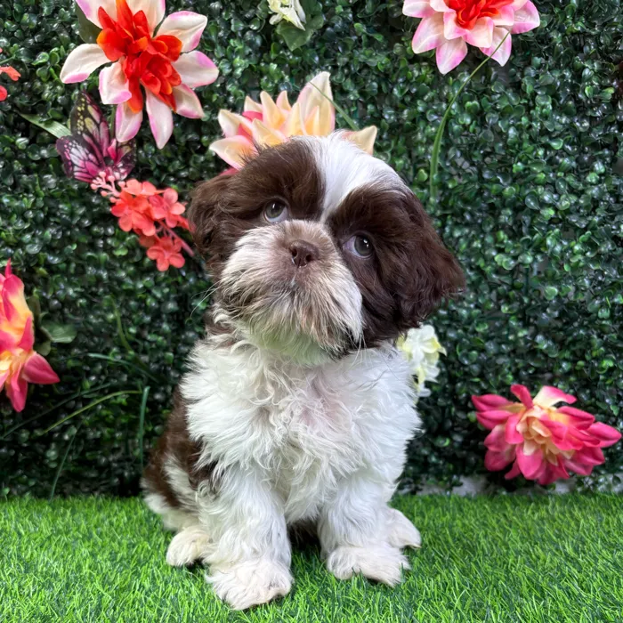 Male Shih Tzu puppy named Yoda for sale at Puppy Dreams - Wichita West.
